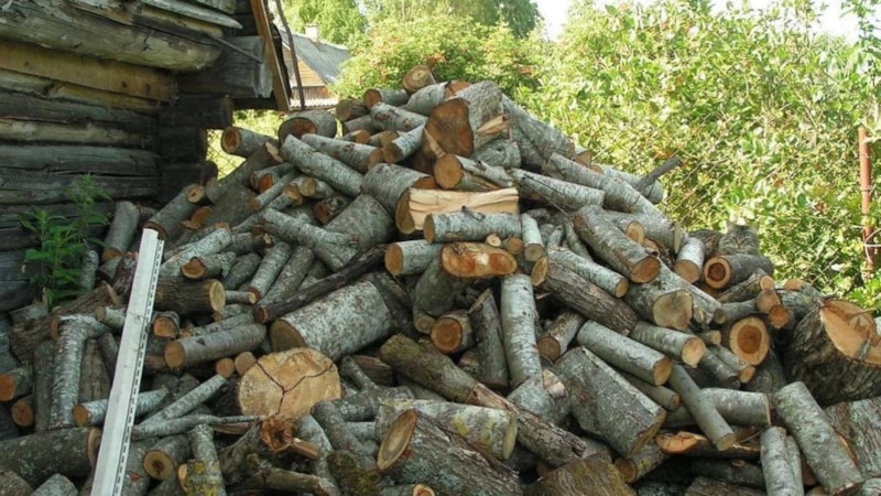 Hemen pes etmeyin! Resimdeki kediyi 100 kişiden 1'i ilk bakışta görüyor...