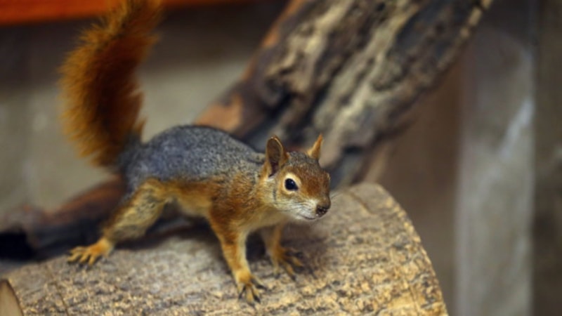 İngiltere'de trendeki yolculara sincap saldırdı