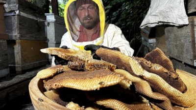 Rize'nin Ayder balında hasat mesaisi başladı