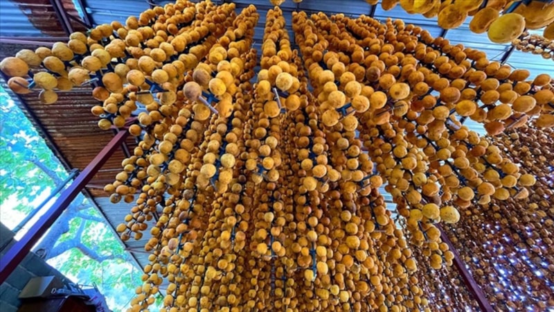 Sonbaharda hasat ediliyor; Mücevherden kıymetli sayılıyor...