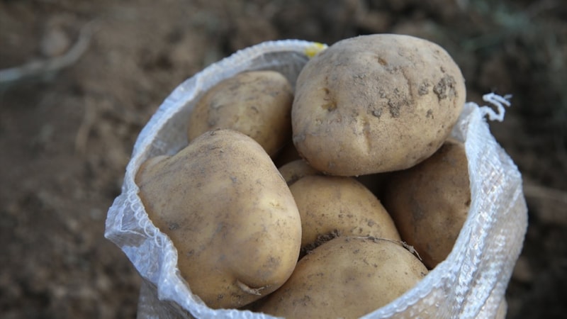 Tokat Artova'nın sarı patates üretimi 5 bin tona çıkacak