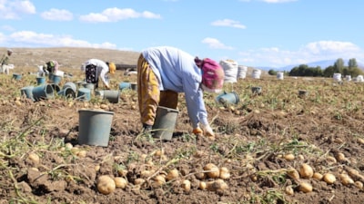 Sivas'ta uçsuz bucaksız arazide yüzlerce işçi ile patates hasadı başladı
