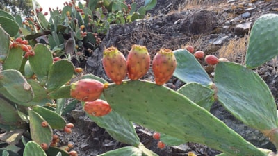 Muğla'da dikenli incir ekonomiye kazandırılmak için incelemeye alındı