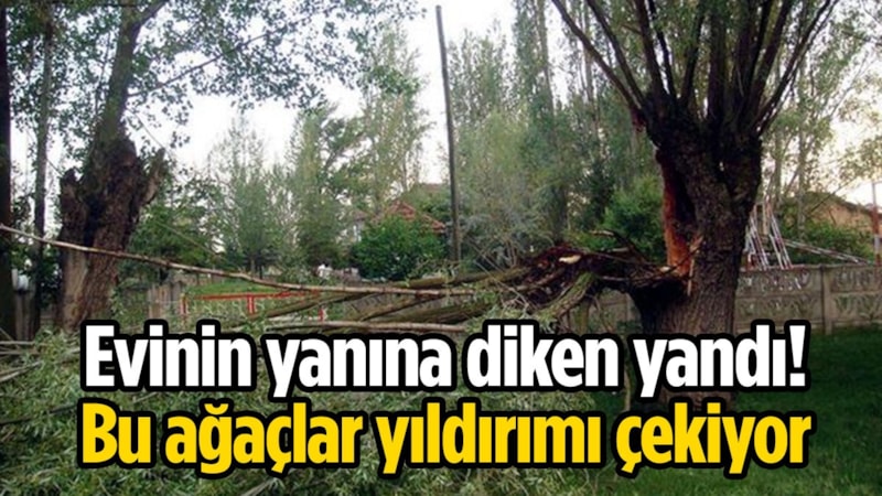 Bu ağaçlardan uzak durun: Yıldırımı üzerine çekiyor