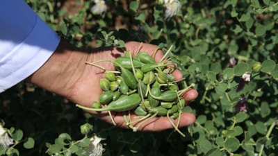 Türkiye'de tescillendi! Bir kez ekiliyor, 200 yıl hasat veriyor...