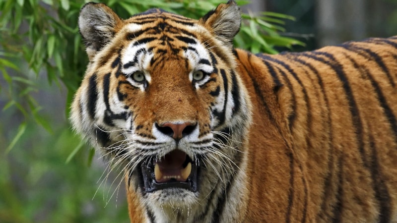 Vietnam'daki hayvanat bahçelerinde kuş gribi ölüm getirdi