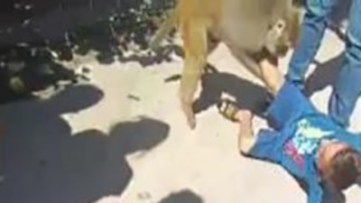 Adana'da küçük çocuğa maymun saldırdı