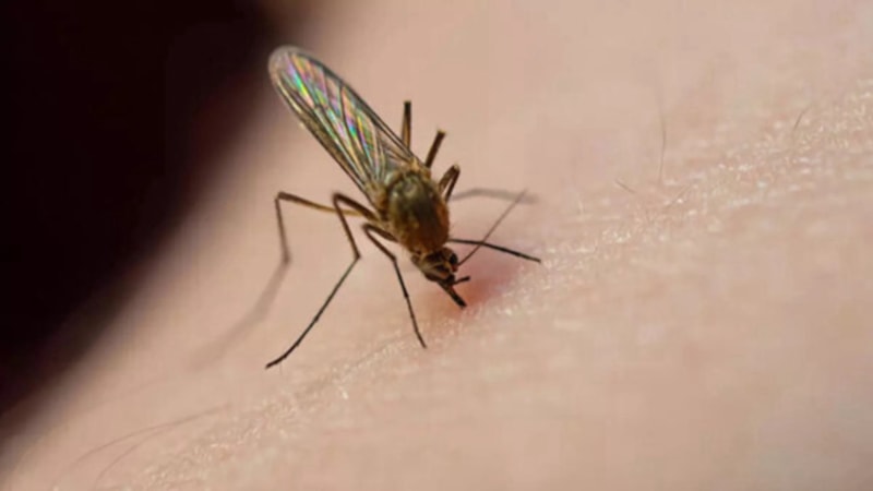 Sinekler kışın nereye giderler? Kış aylarında neden sinek görülmez?