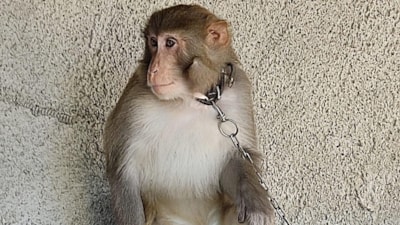 Adana'da çocuğu ısıran maymunun sahibine 42 bin lira ceza