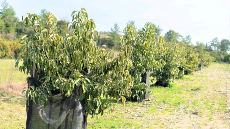O ağacı diken paraya para demiyor! Meyvesi 70 bin lira kazandırıyor...