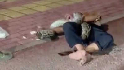 Çin'de sarhoş adamın şaşırtan anları: Sokak ortasında pitonla mücadele etti