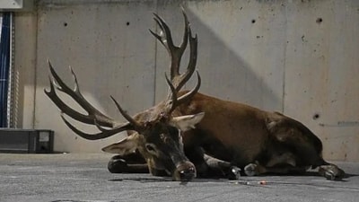 Yaralı Geyik Alameti: Yaralı geyik bakın ne anlama geliyor! Kurtuluş mu, kıyamet mi?