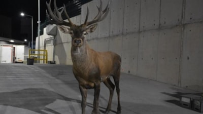 İzmir'de bulunan yaralı geyiğin silahla vurulduğu ortaya çıktı