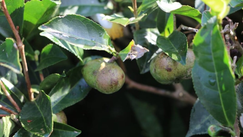 Toplayan yaşadı! Üreticinin yeni gelir kapısı oldu: Yaprağı ayrı tohumu ayrı kazandırıyor....