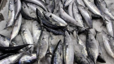 Hava koşulları balık fiyatlarını artırdı