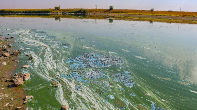 Diyarbakır'ın 'kuş cenneti' Kabaklı Göleti can çekişiyor