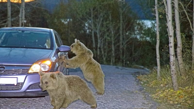 Bitlis'te aç kalan ayılar yiyecek için araçlara saldırıyor