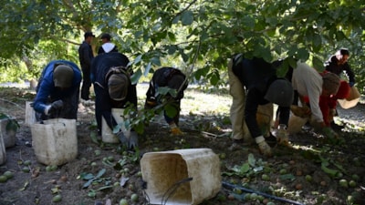 Adıyaman'daki kapama ceviz bahçesinde hasat bereketi