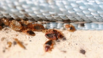 Kan emerek besleniyor; Bu kokudan nefret ediyor! Birkaç damlası tahta kurularını yok ediyor...