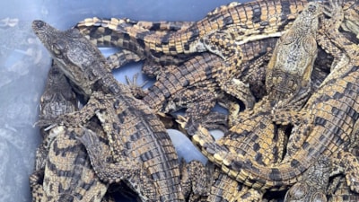 Kaçak yollarla Türkiye'ye sokulan timsah yavrularına el konuldu