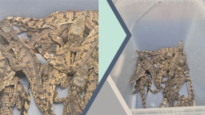 Kaçak yollarla yurda getirilen timsah ve varanlara el konuldu