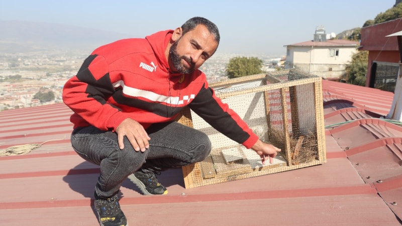 Otuz hayvanını telef eden sansarı, elinde tutamadı