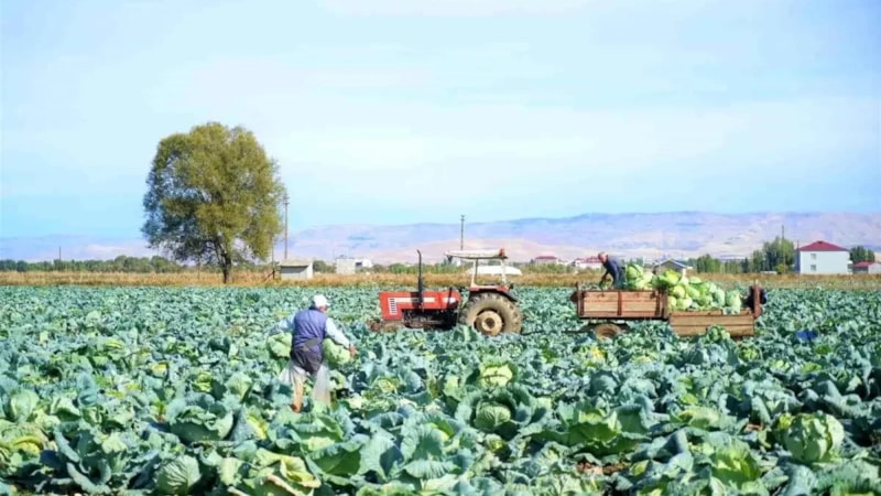 İster yemeği, ister turşusu… Muş’ta hasadı başladı: Kazancı dudak uçuklatıyor