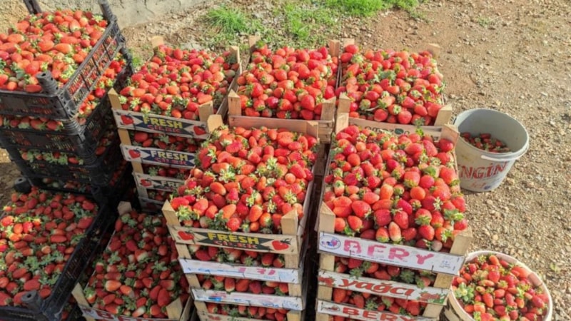 Batman'da yılın son çilek hasadı