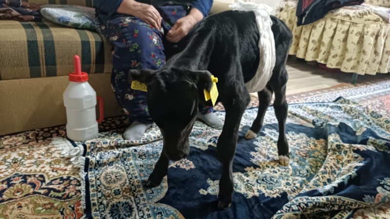 Ankara'da veterinerin 