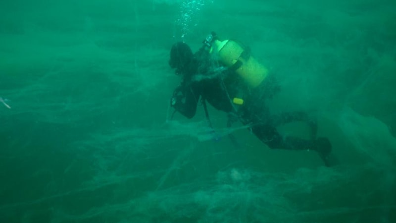 Marmara Denizi'nde müsilaj tehlikesi: Yüzeye yaklaşıyor