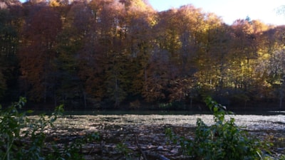 Bolu Yedigöller Milli Parkı'nda sonbahar güzelliği