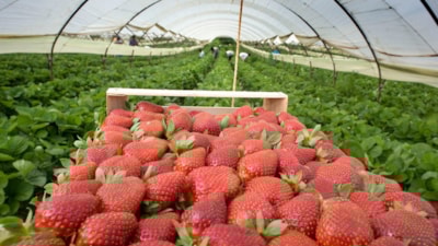 Çilekleri coşturan yöntem! Sonbaharda yapan, ilkbaharda kovalarla topluyor…
