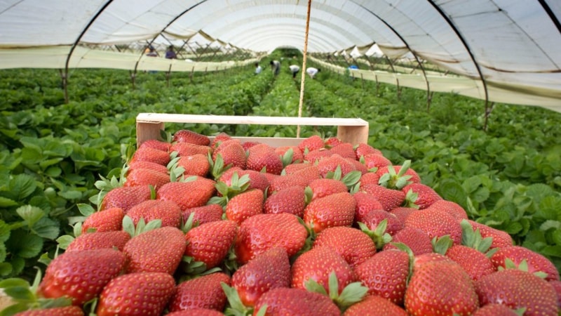 Çilekleri coşturan yöntem! Sonbaharda yapan, ilkbaharda kovalarla topluyor…