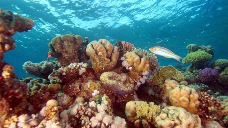 Dünyanın en büyük mercanı 300 yaşında