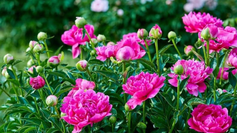 Şakayık çiçeği nelere iyi gelir? Şakayık faydaları nelerdir?