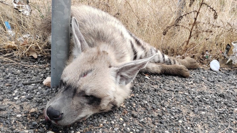 Şanlıurfa'da aracın çarptığı çizgili sırtlan öldü