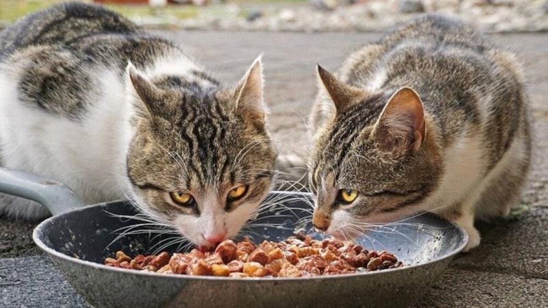 Kediler için tehlikeli gıdalar nelerdir? Kediler ne yememeli?