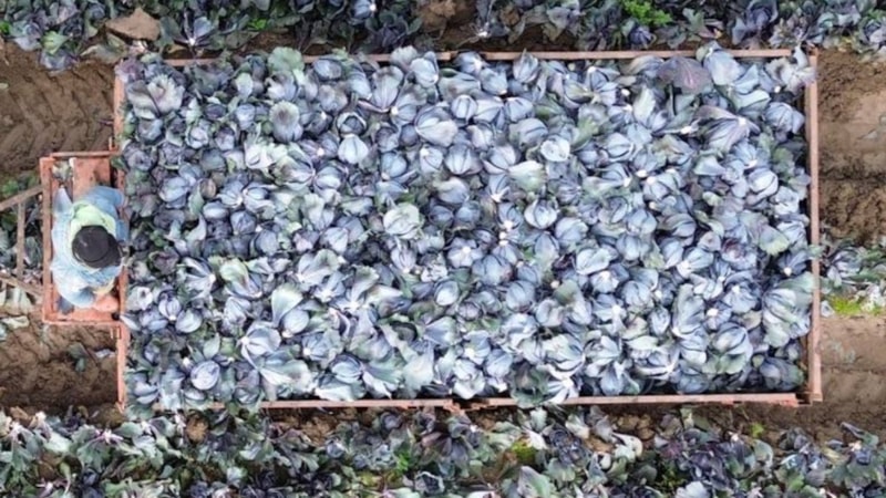 Samsun'da kırmızı lahanadan 130 bin ton rekolte bekleniyor