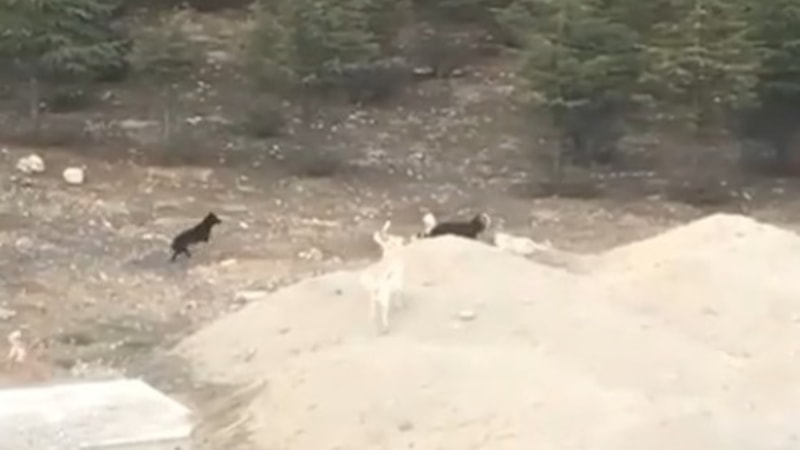 Isparta'da başıboş köpekler keçi sürüsüne saldırdı