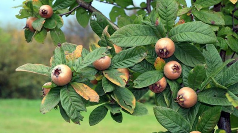 Yemeyen pişman oluyor! Doğada kendiliğinden yetişiyor, kış aylarında adeta şifa dağıtıyor…
