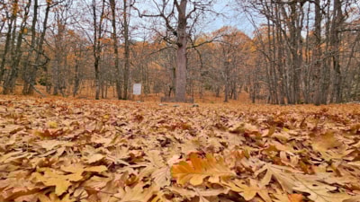 Isparta Kasnak Meşesi Tabiatı Koruma Alanı'na özel izinle giriliyor