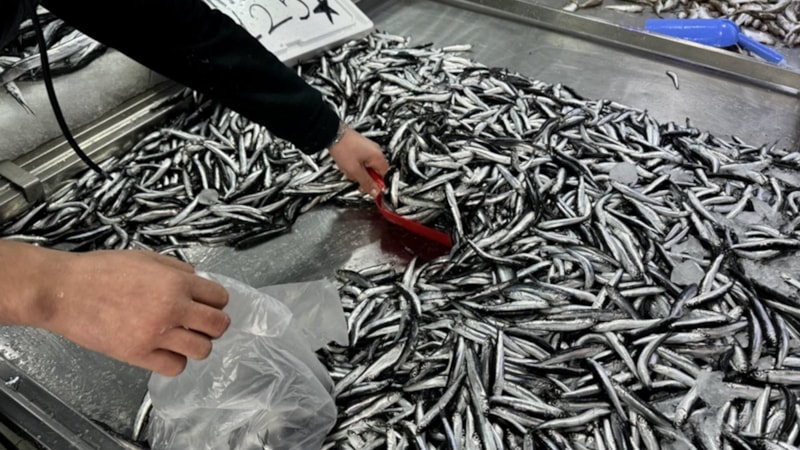 Uzmanlardan 'küçük boydaki balıkları avlamayın' uyarısı