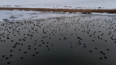 Sivas'ta Hafik Gölü buz tuttu