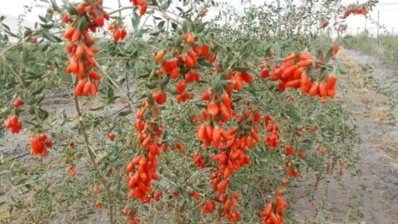 Çin, Japonya, Tibet, Moğolistan, Kore; Hepsi bu sayede ayakta! Artık Erzincan'da yetişiyor...