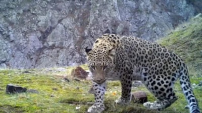 Anadolu parsının DNA'sı araştırılıyor