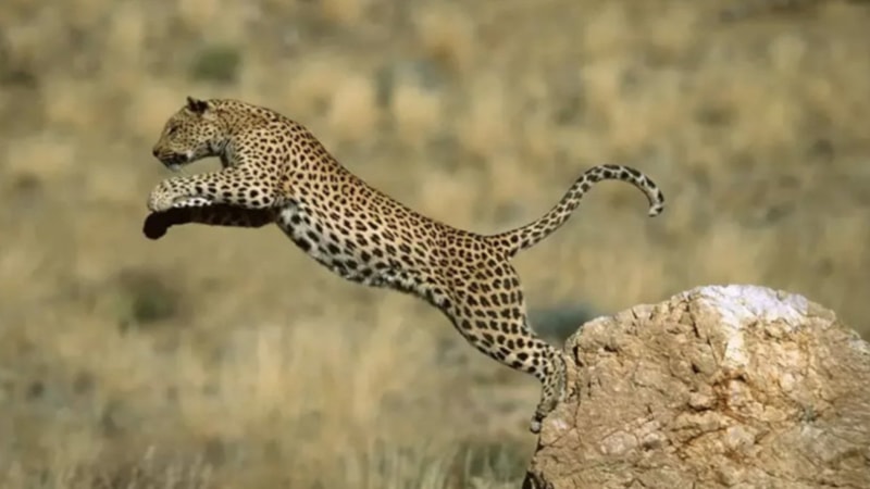 Türkiye'de 13 bin 404 farklı canlı türü yaşıyor