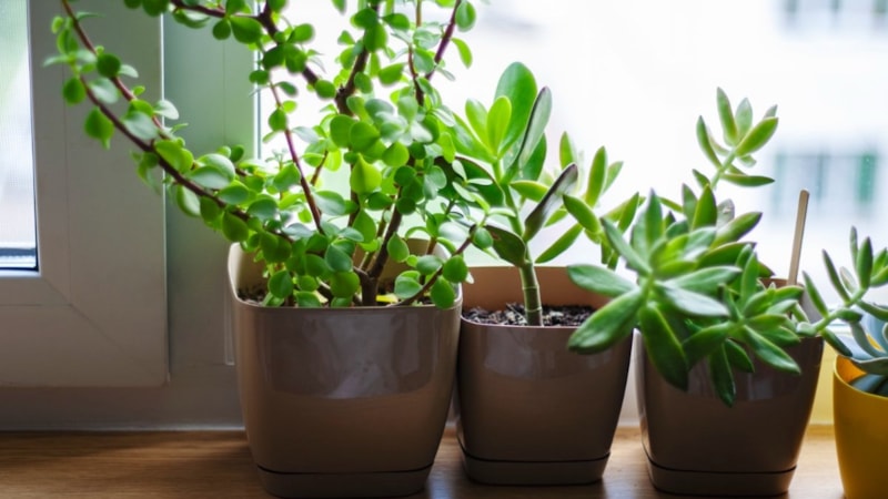 Virüslerden koruyor! Evinde o çiçeklerden olan hastalıktan korkmuyor…