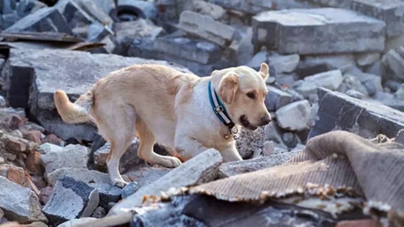 Köpekler depremi önceden hissedebilir mi? İşte yanıtı...