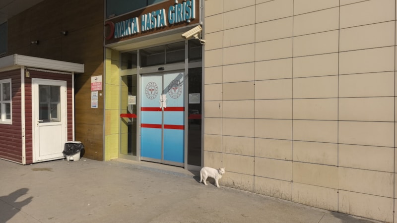 Bursa'da bacağı kırılan kedi, hastanenin acil servisine geldi