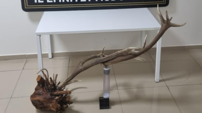 Kırşehir'de avlanması yasak kızıl geyik boynuzunu satmaya çalışan şahıs yakalandı